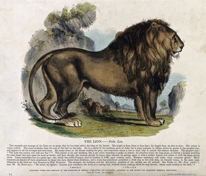 A lion standing in a rocky landscape. Coloured wood engraving by J. W. Whimper.
