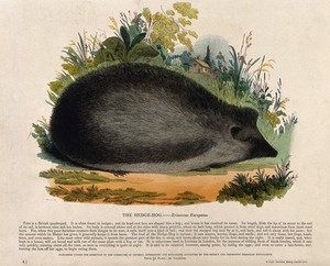view A hedgehog sitting in a meadow. Coloured wood engraving by J. W. Whimper.