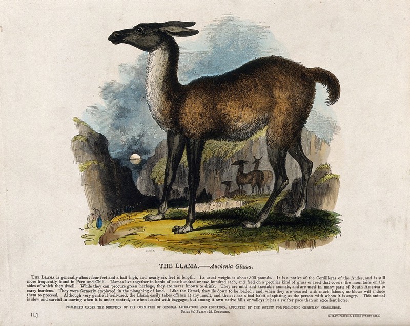 A llama standing on a rock. Coloured wood engraving by J. W. Whimper., by Josiah Wood Whymper