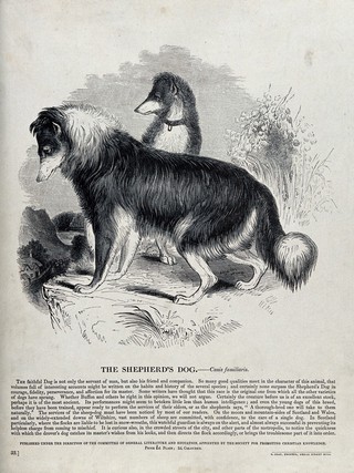 Two shepherd's dogs standing on a hill. Wood engraving by J. W. Whimper.