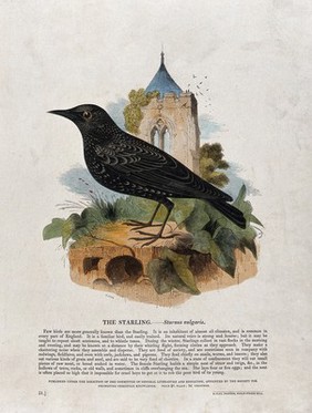 A starling sitting on a stone in front of a church. Coloured wood engraving by J. W. Whimper.