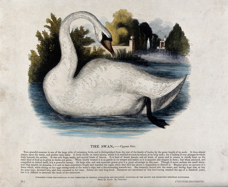 A swan on a lake. Coloured wood engraving by J. W. Whimper., by Josiah Wood Whymper