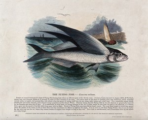 view A flying fish in the sea with a boat in the background. Coloured wood engraving by J. W. Whimper.