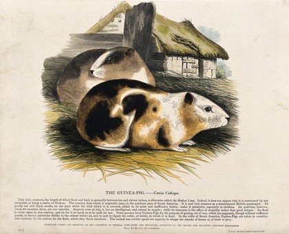 Two guinea-pigs in a farmyard. Coloured wood engraving by J. W. Whimper.