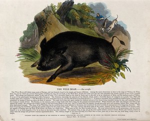 view A wild boar being hunted by a huntsman and two dogs. Coloured wood engraving by J. W. Whimper.