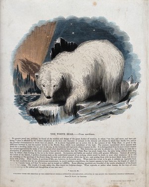 view A white bear (Polar bear) standing on an ice floe. Coloured wood engraving by J. W. Whimper.