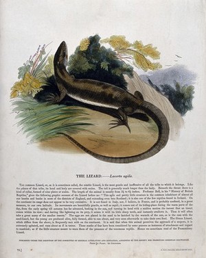 view A lizard sitting on a stone. Coloured wood engraving by J. W. Whimper.