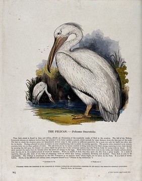 A pelican standing in front of a lake in which two other pelicans are already hunting for food. Coloured wood engraving by J. W. Whimper.