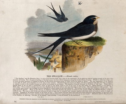 A swallow sitting on a rock above a town with two other swallows flying in the sky above. Coloured wood engraving by J. W. Whimper.