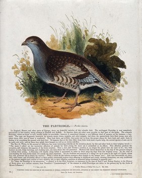 A partridge sitting in a meadow. Coloured wood engraving by J. W. Whimper.