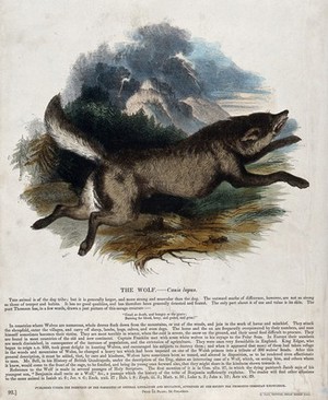 view A wolf running towards a forest in stormy weather. Coloured wood engraving by J. W. Whimper.