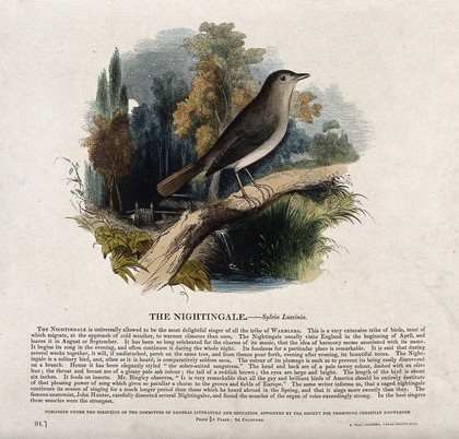 A nightingale sitting on a branch in a forest. Coloured wood engraving by J. W. Whimper.