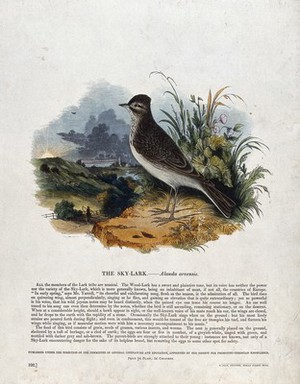 view A sky-lark sitting on a rock before a bucolic landscape. Coloured wood engraving by J. W. Whimper.