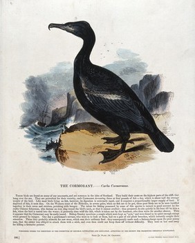 A cormorant standing on a rock above the stormy sea. Coloured wood engraving by J. W. Whimper.