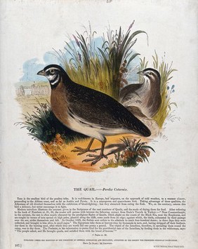 Two quails sitting on a patch of grass. Coloured wood engraving by J. W. Whimper.