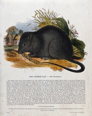 view A rat nibbling on corn outside a farmyard. Coloured wood engraving by J. W. Whimper.