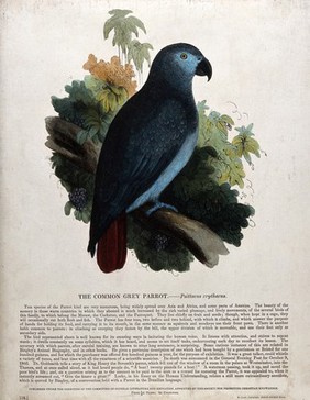 A parrot sitting on a branch of a tree in the rainforest. Coloured wood engraving by J. W. Whimper.