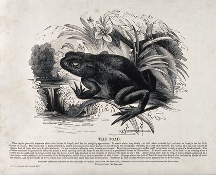 A toad sitting on grass in a swamp with a waterfall in the background. Wood engraving by J. W. Whimper.