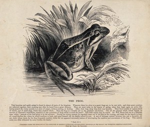 view A frog sitting on the shore of a lake. Wood engraving by J. W. Whimper.