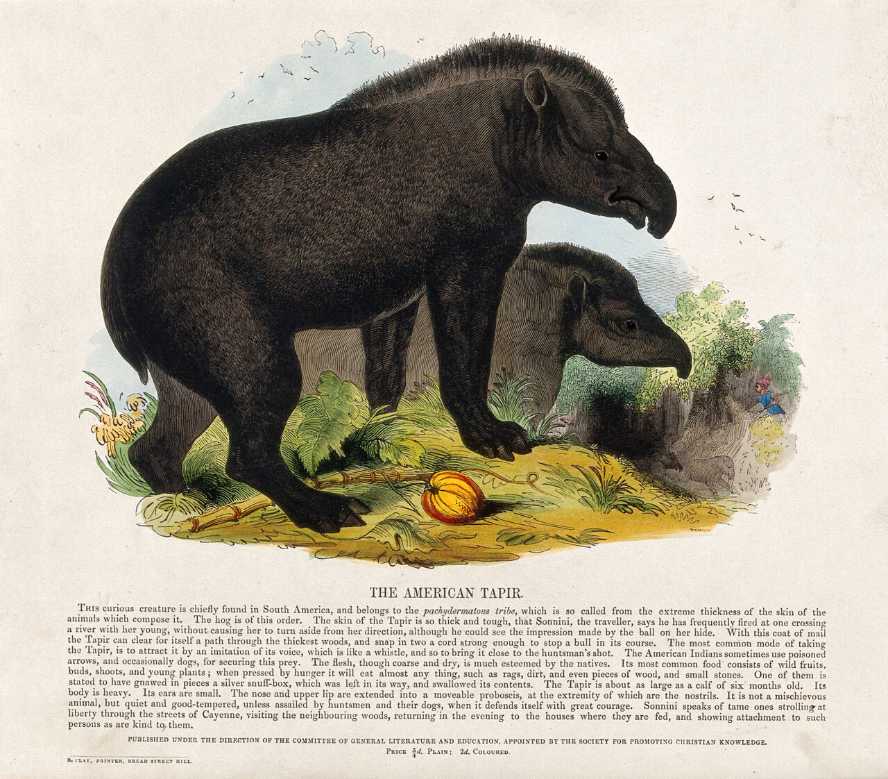 Two tapirs roaming the woods. Coloured wood engraving by J. W. Whimper., by Josiah Wood Whymper