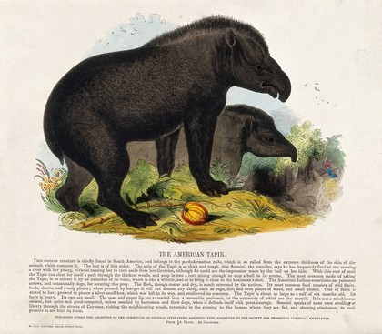 Two tapirs roaming the woods. Coloured wood engraving by J. W. Whimper.