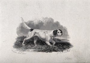 view A setter prowling through grass. Etching by J. W. Archer after A. Cooper.