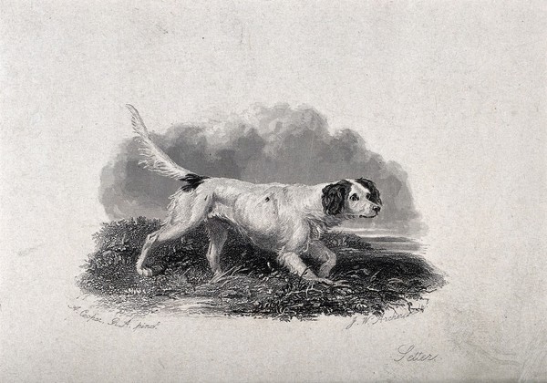 A setter prowling through grass. Etching by J. W. Archer after A. Cooper.