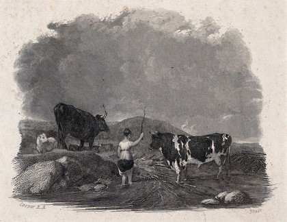 A cowherdess lifts her skirt to wade through shallow water and waves her stick towards the cows. Engraving by J. Brain after A. Cooper.