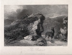 view A huntsman stalking an unsuspecting stag. Etching by W. Backshell after A. Cooper.