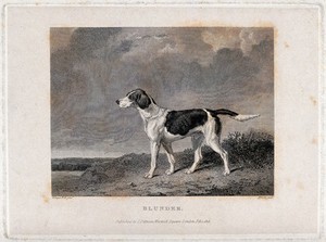 view A hunting dog named Blunder standing on a heath. Etching by J. Webb after A. Cooper.