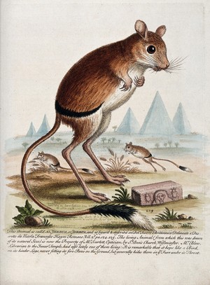 view A jerboa standing in the desert next to an inscribed stone with pyramids in the background. Coloured etching by G. Edwards after himself.