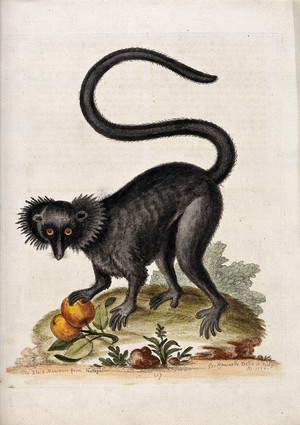 view A black macaque with some fruit in its paw. Coloured etching by G. Edwards after himself.