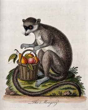 A mongoose sitting next to a basket of fruit. Coloured etching by G. edwards after himself.