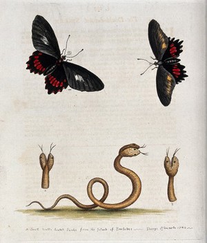 view Above, two butterflies; below, a small double-headed snake from Barbabos. Coloured etching by G. Edwards after himself.