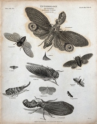 Eleven insects of the order Hemiptera including aphids and cicadas, with piercing or sucking mouthparts. Engraving by Milton, 1804.