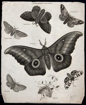 Seven insects of the order Lepidoptera, with four scale-covered wings, including butterflies and moths. Line engraving by Milton, 1806.
