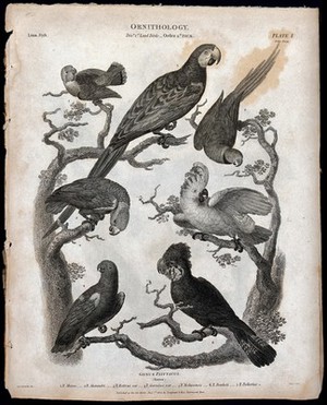 view Seven parrots of the order Psittaciformes. Line engraving by Milton after S. Edwards, 1804.