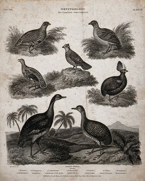 Seven landbirds of the order Gallinae shown in their natural habitat. Line engraving by T. Milton after S. Edwards, 1810.