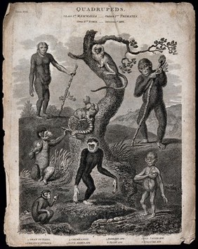 Eight animals of the order Primates, the highest order of mammals. Line engraving.