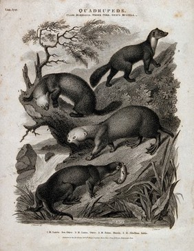 Four four-footed mammals of the order Ferae shown in their natural habitat. Line engraving by S. Edwards after J. Scott, 1810.