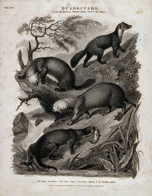 view Four four-footed mammals of the order Ferae shown in their natural habitat. Line engraving by S. Edwards after J. Scott, 1810.