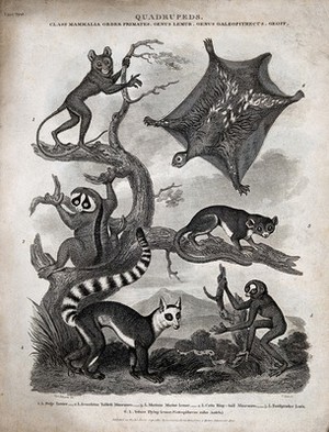 view Six arboreal primates of the family Lemuridae. Line engraving by J. Scott after S. Edwards.