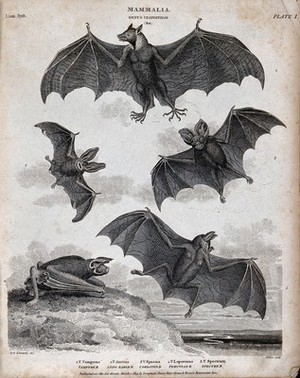 view Six nocturnal mammals of the order Chiroptera. Line engraving by Milton after S. Edwards.