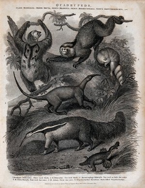 view Six four-footed mammals, including sloths and ant eater. Line engraving by J. Scott after S. Edwards.