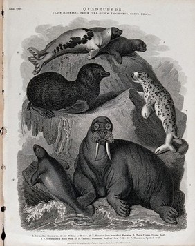 Six amphibious arctic mammals, including a walrus, a sea lion and a seal, shown in their natural habitat. Line engraving by J. Scott after S. Edwards.