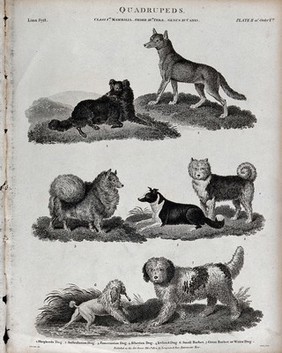 Seven different breeds of dogs of the genus canis. Line engraving by T. Milton after S. Edwards.