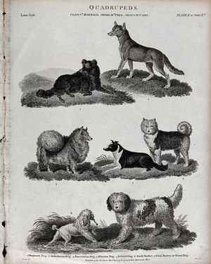 view Seven different breeds of dogs of the genus canis. Line engraving by T. Milton after S. Edwards.