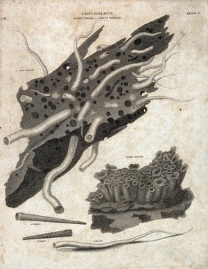 view Four different bivalve molluscs of the genus Terredo and Sabella. Line engraving.