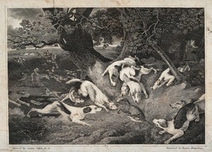 view A hunting scene in which a fox is cornered by dogs and huntsmen are approaching. Etching by F. Humphreya after S. Gilpin.