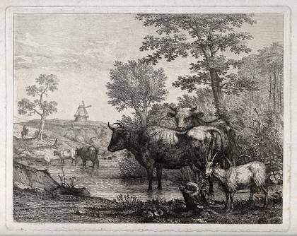 Four cows and a goat at a watering hole with a windmill in the distant background. Etching after S. Gilpin.